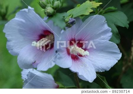 芙蓉般的花 芙蓉般的花 89230714