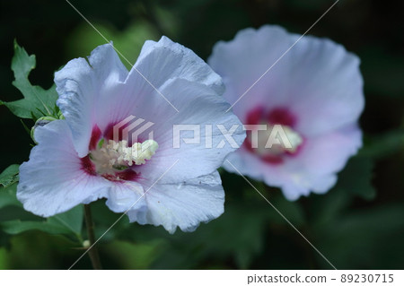 芙蓉般的花 89230715