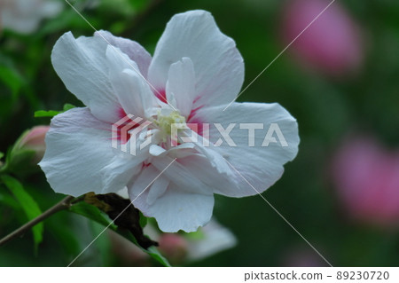 芙蓉般的花 89230720