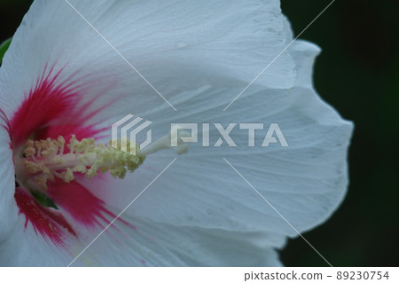 Hibiscus-like flowers 89230754