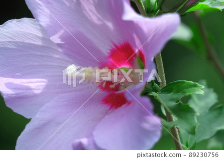 芙蓉般的花 芙蓉般的花 89230756