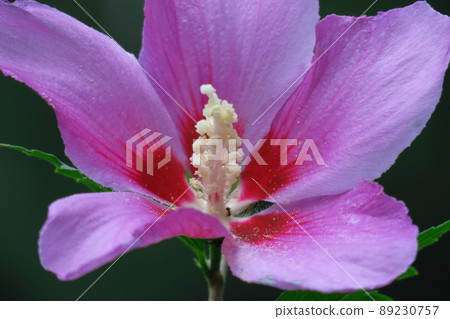 芙蓉般的花 芙蓉般的花 89230757