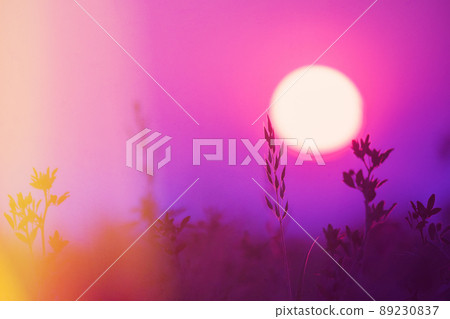 Purple magenta color photo Summer Sun Shining Through grass Sprouts. Sunset Sunrise Sun. Close up, Details 89230837