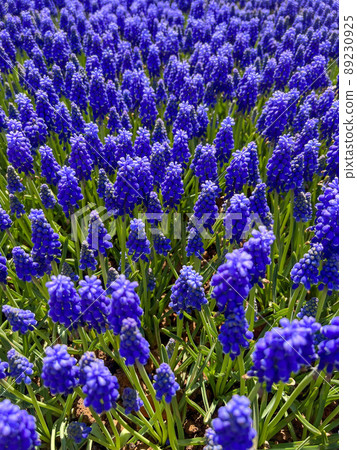 closeup side view of beautiful purple grape hyacinth flowers as a background closeup side view of beautiful purple grape hyacinth flowers as a background 89230925