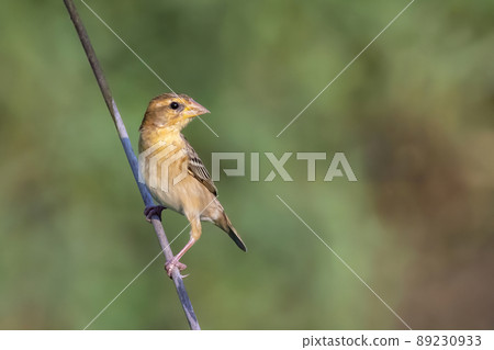Image of male baya weaver nesting on nature background. Bird. Animals. 89230933