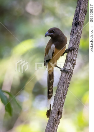 Image of Rufous Treepie ( Dendrocitta vagabunda) on the tree branch on nature background. Bird. Animals. Image of Rufous Treepie ( Dendrocitta vagabunda) on the tree branch on nature background. Bird. Animals. 89230937