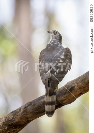 Image of Shikra Bird (Accipiter badius) on a tree branch on nature background. Animals. 89230939