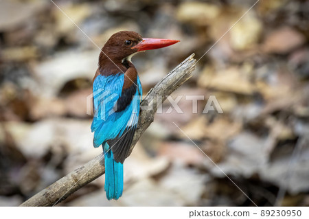 Image of White-throated Kingfisher on a tree branch on nature background. Bird. Animals. 89230950