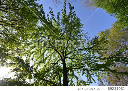 Looking up at the sky in the beautiful season of fresh green Looking up at the sky in the beautiful season of fresh green 89231081