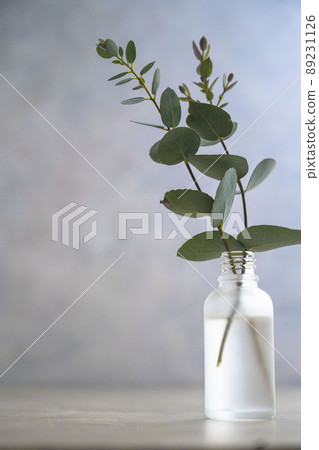 Natural eucalyptus plant twigs in glass vase bottle. Home interior flowers, minimalist stillife concept. Copy space 89231126