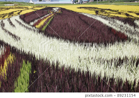 Rice field art old man up 3 89231154