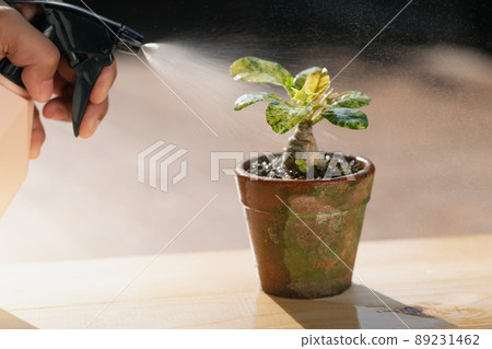 Houseplant Care. 89231462