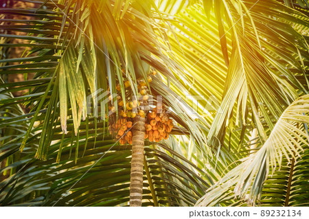 Goa, India. Areca Catechu Palm With Narcotic Nuts On Background Green Leaves, 89232134
