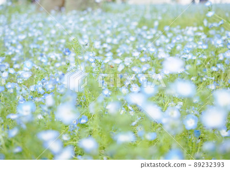 Nemophila花 89232393