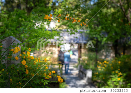 Matsuo Taisha Shrine, a bright path in the precincts covered by Yamabuki in full bloom 89233323