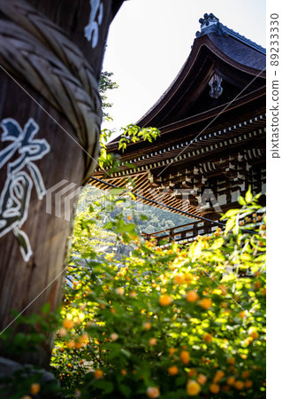松尾大社、山吹和清酒桶盛開,塔門建在初夏的陽光下 松尾大社、山吹和清酒桶盛開,塔門建在初夏的陽光下 89233330