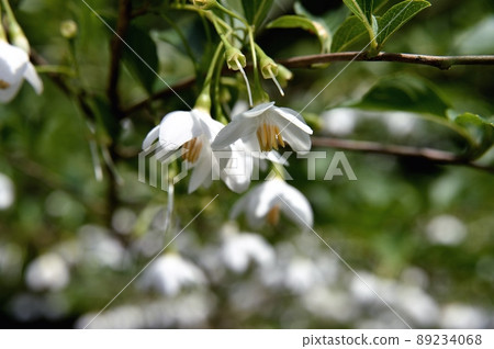 Styrax flower　 89234068