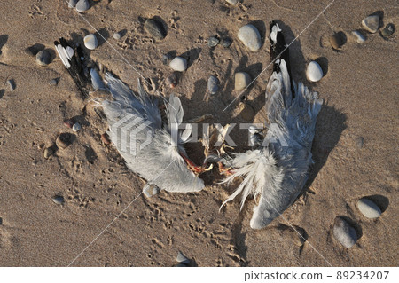 Close up of Dead Partially Decomposed or Eaten Seagull on the Beach 89234207
