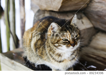 Wild multicolor tabby cat. A homeless cat sits on a wooden bench against the background of an old log wooden house. Rural landscapes, rural winter photos.  89234396