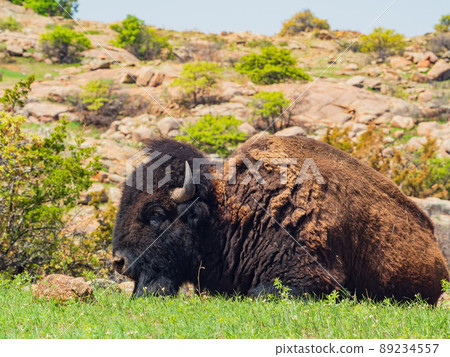 Close up shot of wild Bison in Wichita Mountains Wildlife Refuge Close up shot of wild Bison in Wichita Mountains Wildlife Refuge 89234557