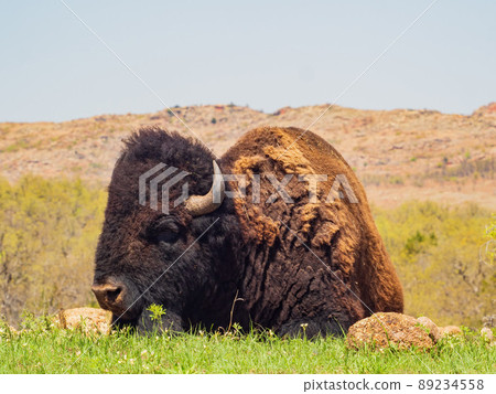 Close up shot of wild Bison in Wichita Mountains Wildlife Refuge Close up shot of wild Bison in Wichita Mountains Wildlife Refuge 89234558