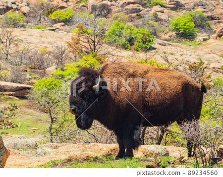 Close up shot of wild Bison in Wichita Mountains Wildlife Refuge 89234560