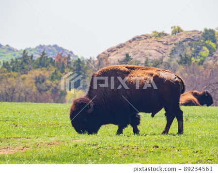 Close up shot of wild Bison in Wichita Mountains Wildlife Refuge 89234561