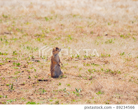Close up shot of cute Prairie Dog Close up shot of cute Prairie Dog 89234566