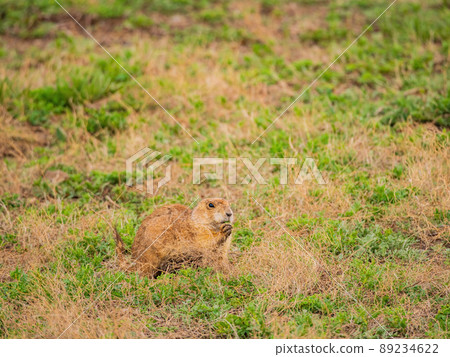 Close up shot of cute Prairie Dog Close up shot of cute Prairie Dog 89234622