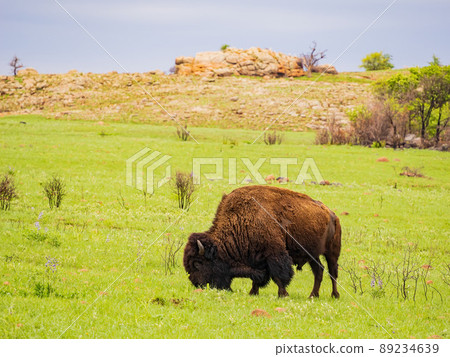 Close up shot of wild Bison in Wichita Mountains Wildlife Refuge Close up shot of wild Bison in Wichita Mountains Wildlife Refuge 89234639