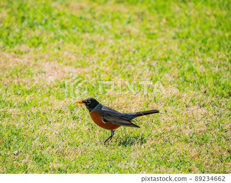 Close up shot of American Robin walking ground Close up shot of American Robin walking ground 89234662