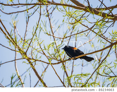 Close up shot of Red-winged Blackbird 89234663