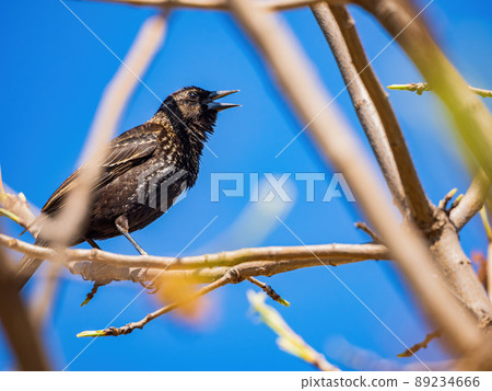 Close up shot of Common starling Close up shot of Common starling 89234666