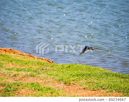 Close up shot of small Barn swallow flying Close up shot of small Barn swallow flying 89234667