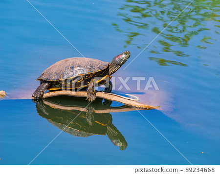 Close up shot of Red-eared slider resting in a pond Close up shot of Red-eared slider resting in a pond 89234668