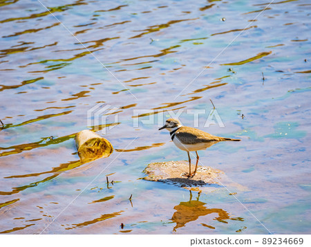 Close up shot of small Solitary sandpiper walking around Close up shot of small Solitary sandpiper walking around 89234669