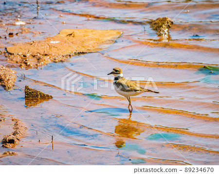 Close up shot of small Solitary sandpiper walking around Close up shot of small Solitary sandpiper walking around 89234670