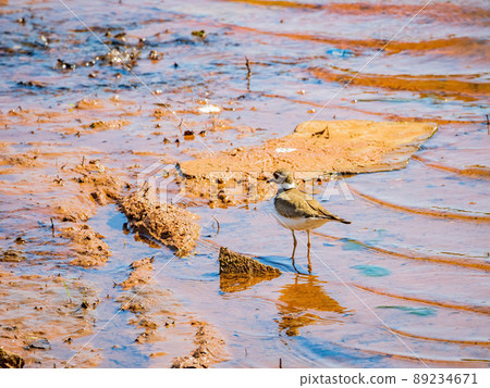 Close up shot of small Solitary sandpiper walking around Close up shot of small Solitary sandpiper walking around 89234671