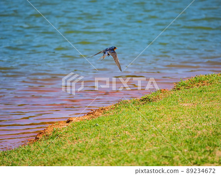 Close up shot of small Barn swallow flying 89234672