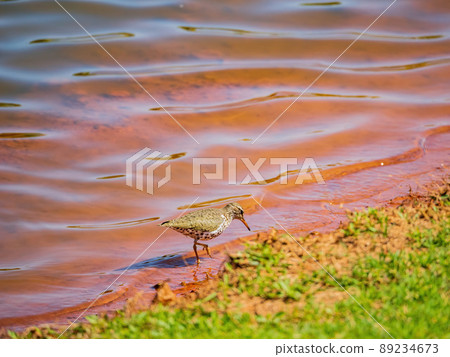 Close up shot of small Solitary sandpiper walking around Close up shot of small Solitary sandpiper walking around 89234673