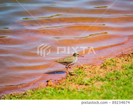 Close up shot of small Solitary sandpiper walking around 89234674