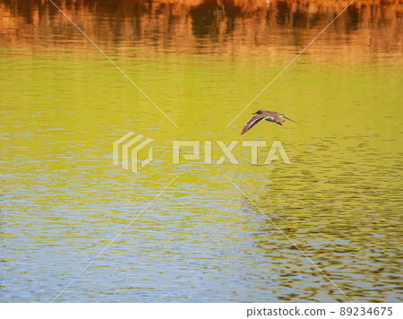 Close up shot of small Solitary sandpiper flying around Close up shot of small Solitary sandpiper flying around 89234675