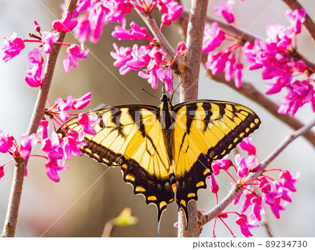 Sunny view of the Eastern tiger swallowtail eating the eastern redbud 89234730