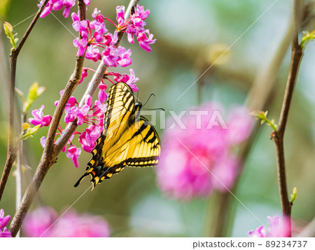 Sunny view of the Eastern tiger swallowtail eating the eastern redbud 89234737