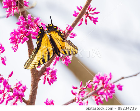 Sunny view of the Eastern tiger swallowtail eating the eastern redbud 89234739