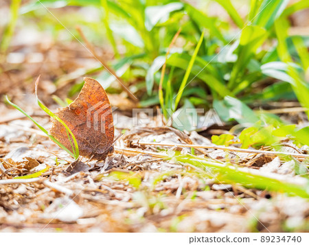 Close up shot of Anaea andria on ground 89234740