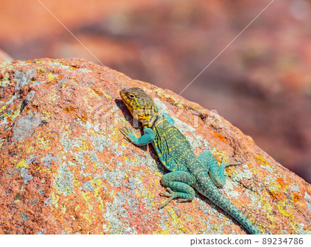 Sunny view of the Common collared lizard in The Holy City of the Wichitas Sunny view of the Common collared lizard in The Holy City of the Wichitas 89234786