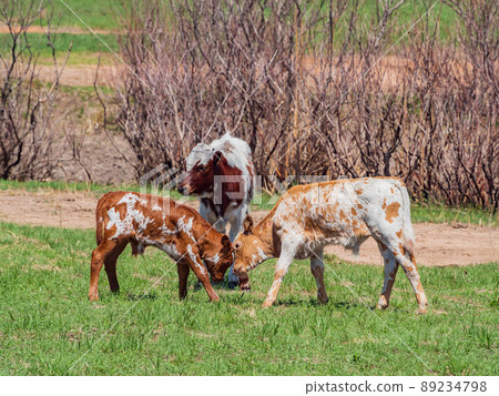 Close up shot of two child LongHorn cattle fighting 89234798