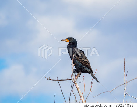 Close up shot of Double-crested cormorant on tree 89234885