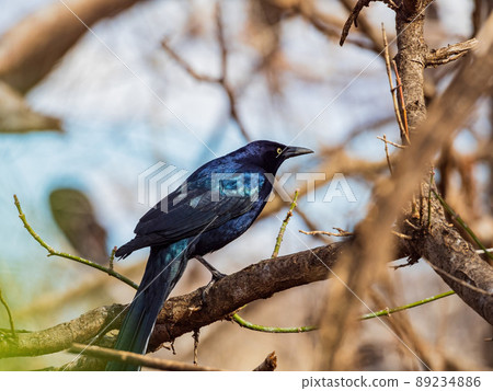 Close up shot of Mexican grackle on tree 89234886